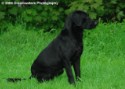 Mutt at the Park 005.jpg